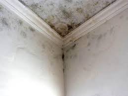 Why You Should Choose Our Mold Remediation Services in Eagan, MN